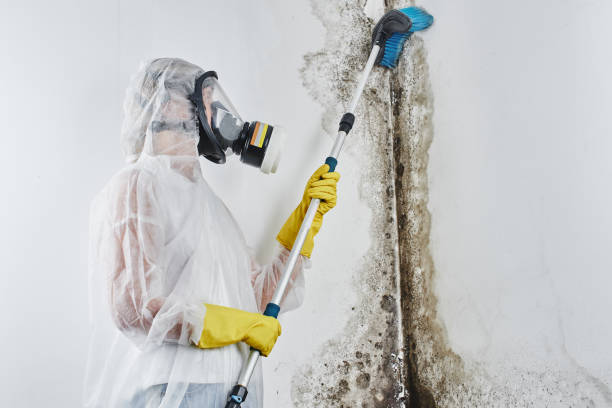 Best Mold Odor Removal Services  in Tuntutuli, AK